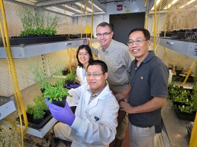 Scientists Increase Oil Content in Leaves to Make Biofuels
